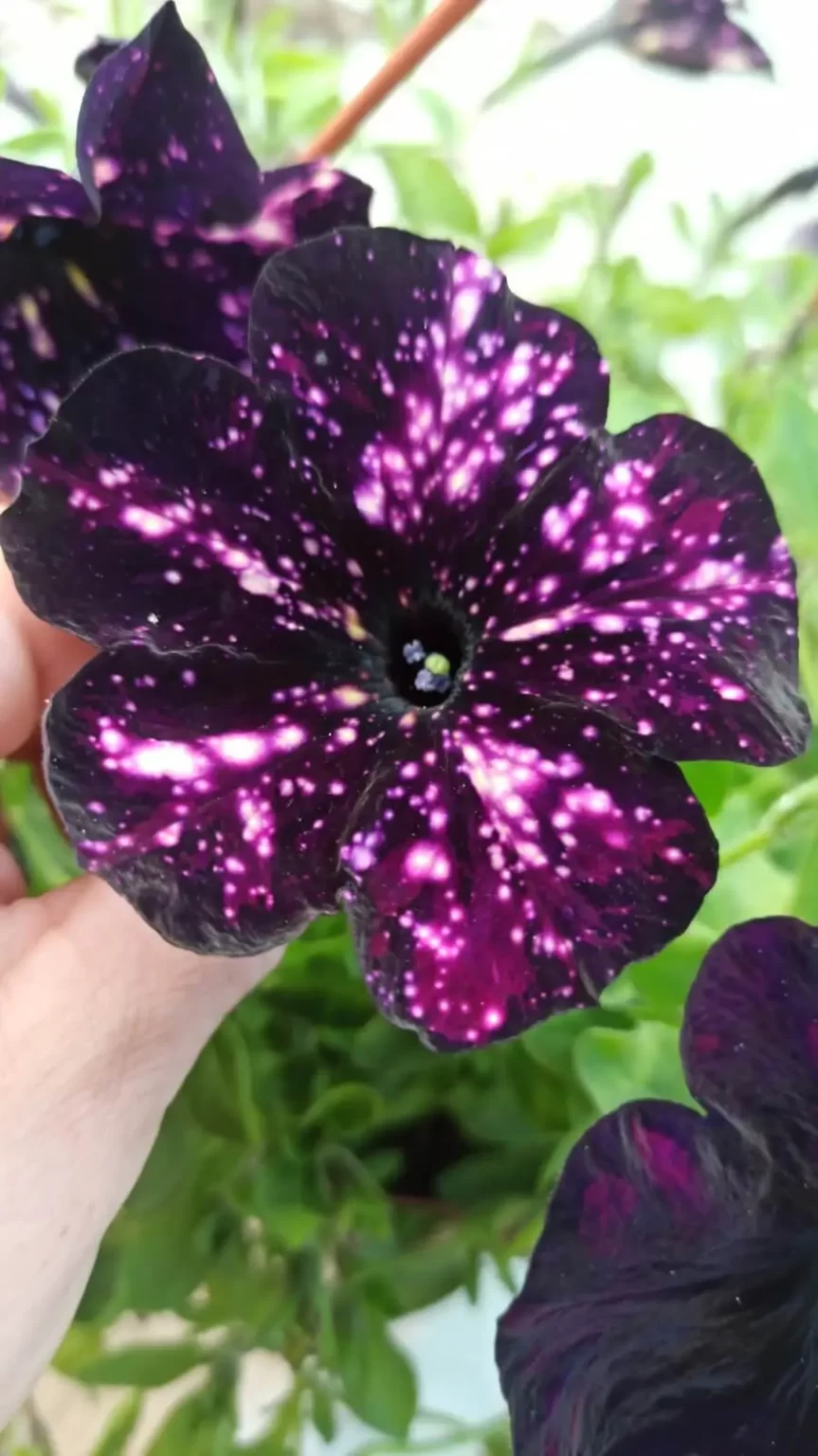 Петуния ампельная Сплаш Данс Маджента Мамбо